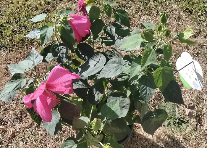 Habitación en casa particular Les Stands 4 - Lits Doubles